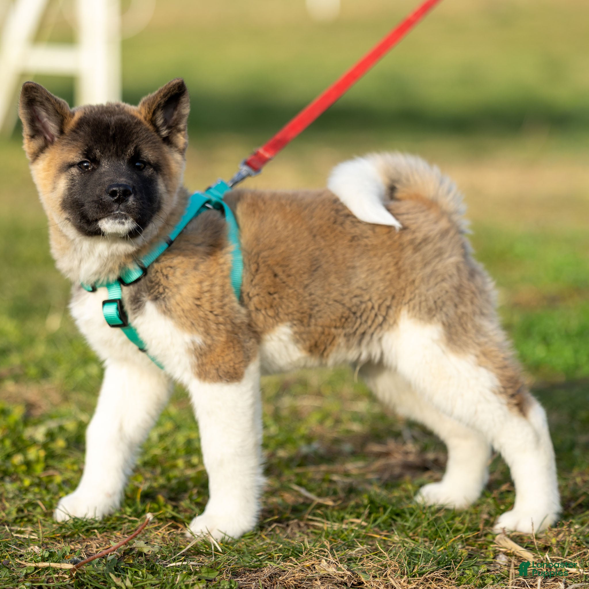 Akita dogs Pumpkin - Ad 1