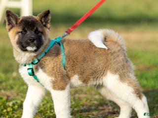 Akita dogs Pumpkin - Ad 1