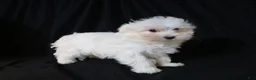 Maltese dogs for sale: Leo - Ad 8