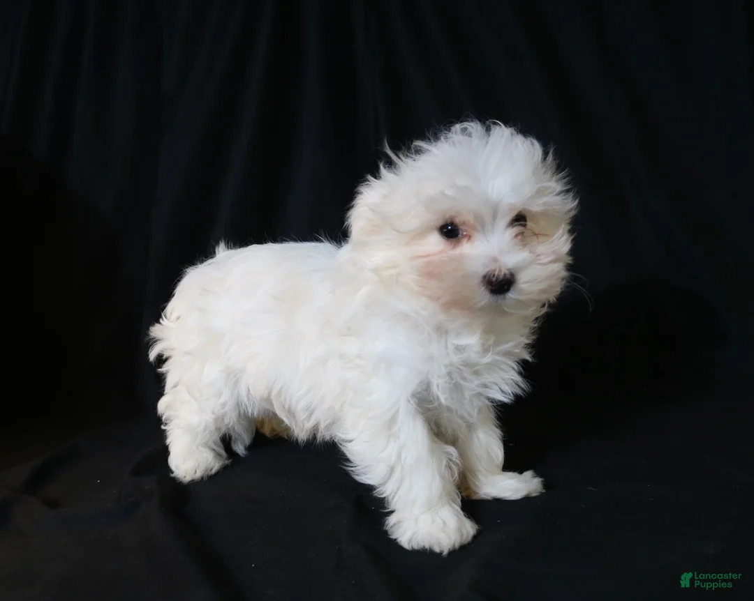 Maltese dogs for sale: Leo - Ad 8
