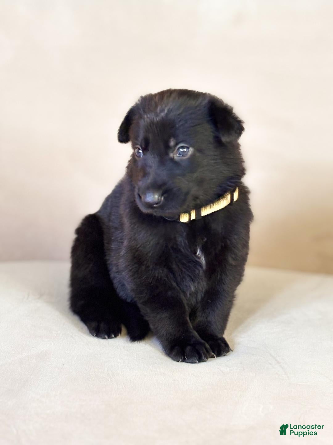 German Shepherd dogs Ms Yellow - Ad 23