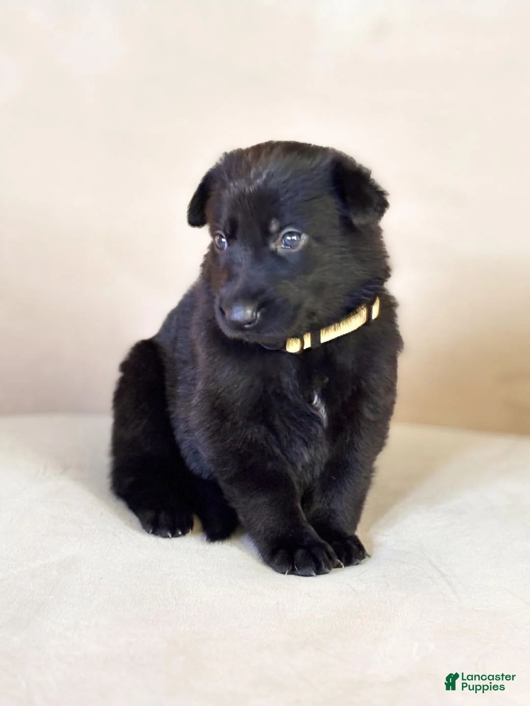 German Shepherd dogs for sale: Ms Yellow - Ad 1