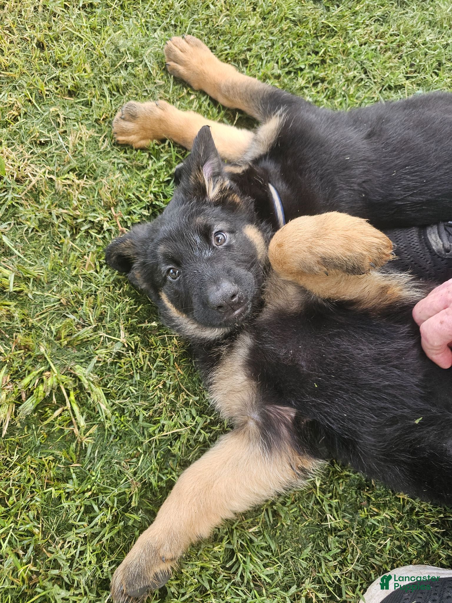 German Shepherd dogs German Shepherd  puppys  - Ad 2