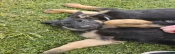 German Shepherd dogs for sale: German Shepherd  puppys  - Ad 2