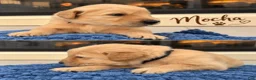 Golden Retriever dogs for sale: Mocha - Ad 1