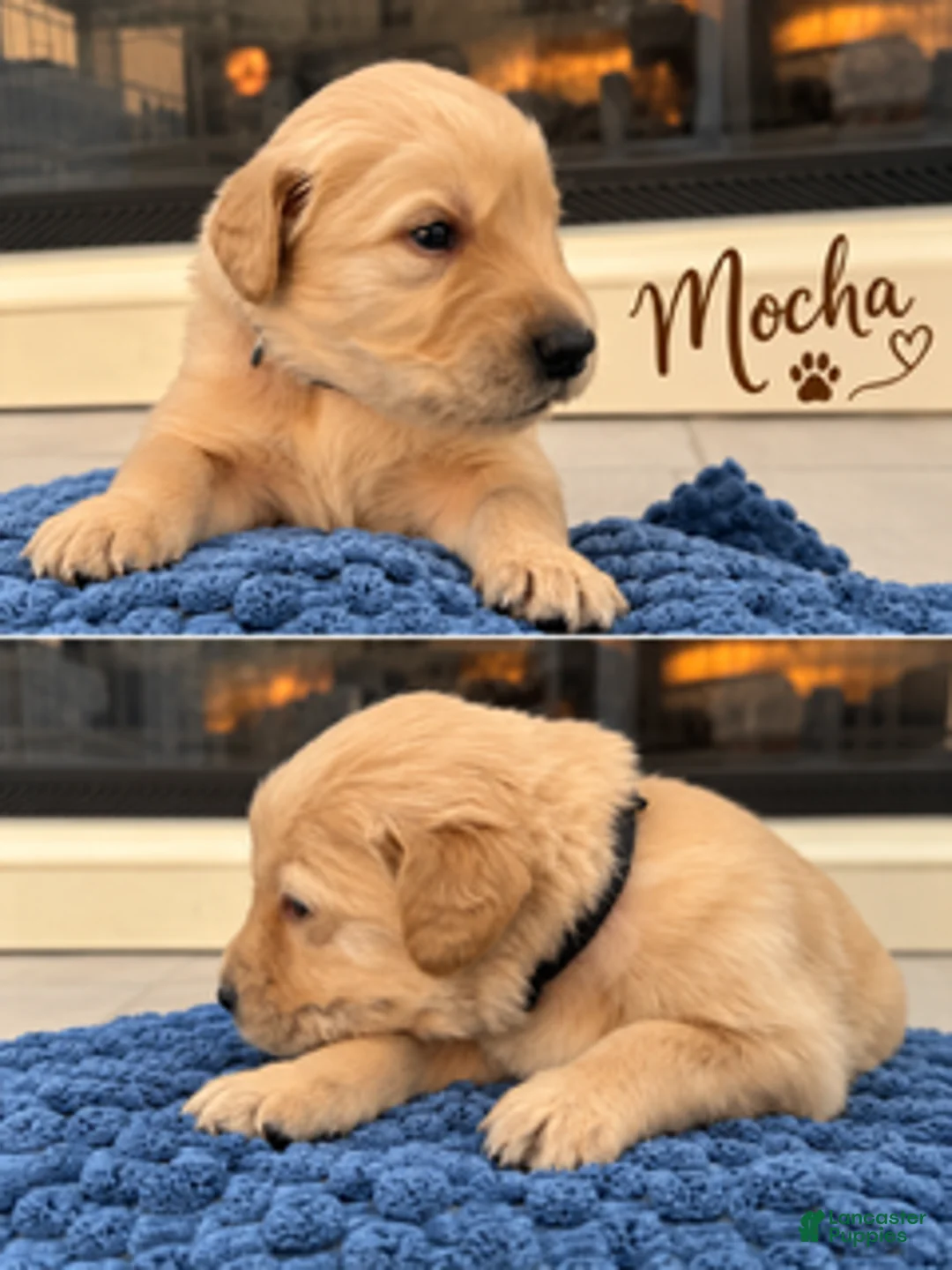 Golden Retriever dogs for sale: Mocha - Ad 1