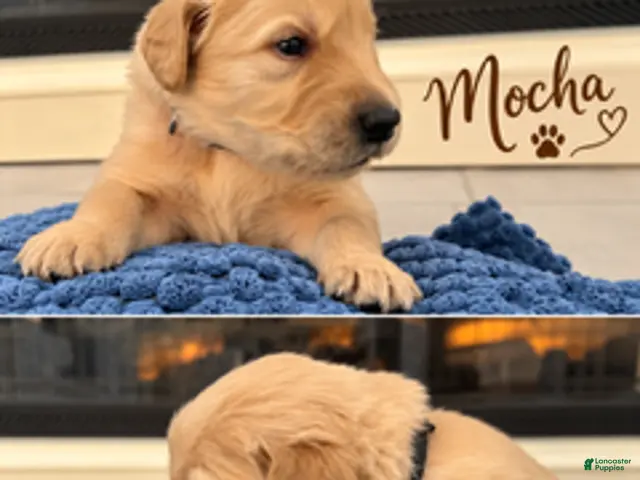 Golden Retriever dogs for sale: Mocha - Ad 1