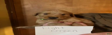 LT green