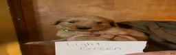 Golden Retriever dogs for sale: LT green - Ad 1