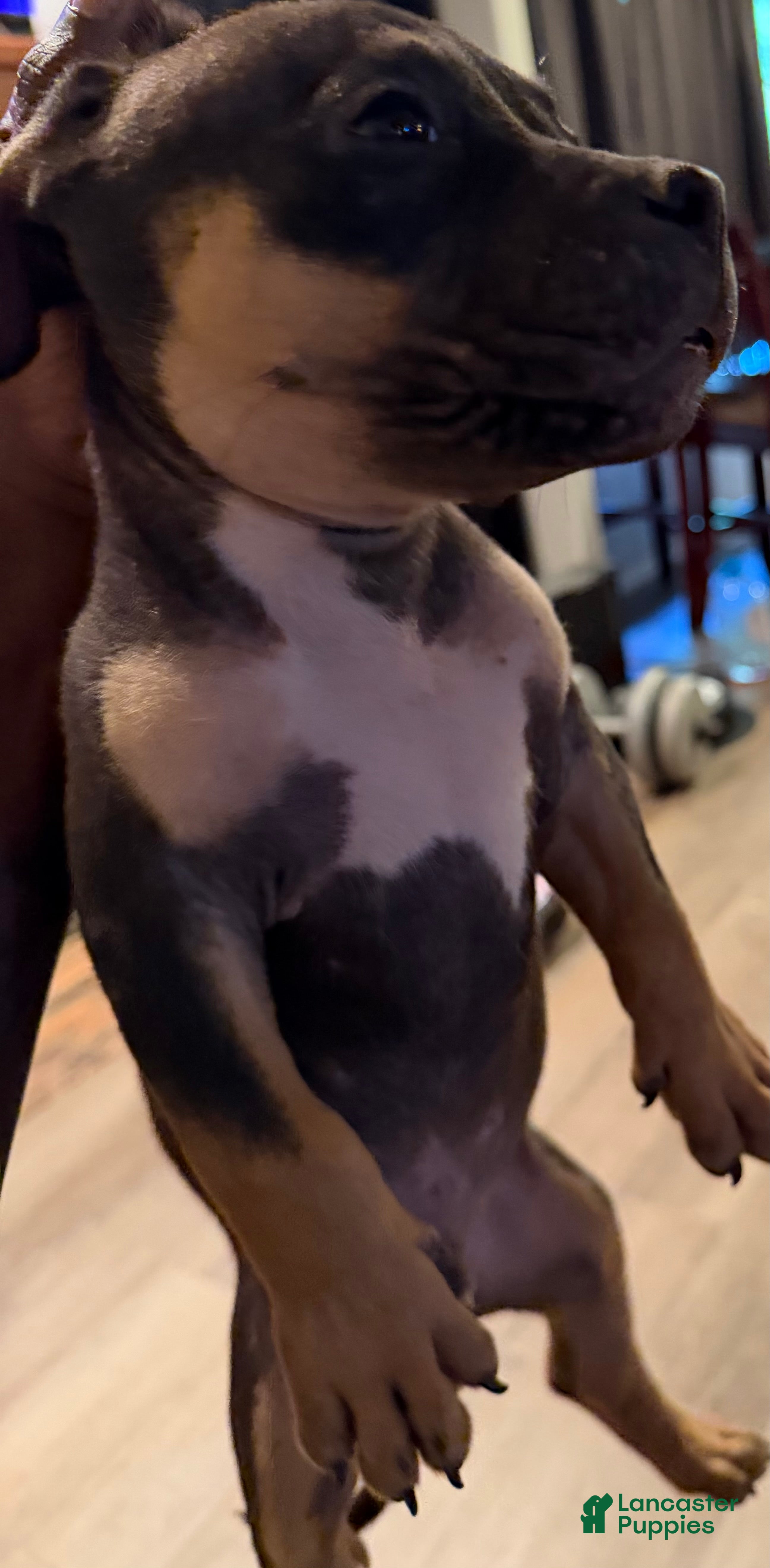 American Bully dogs American Bully 2 - Ad 12
