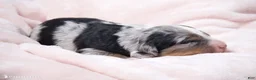Mini Bernedoodle dogs for sale: Jasmine  - Ad 4
