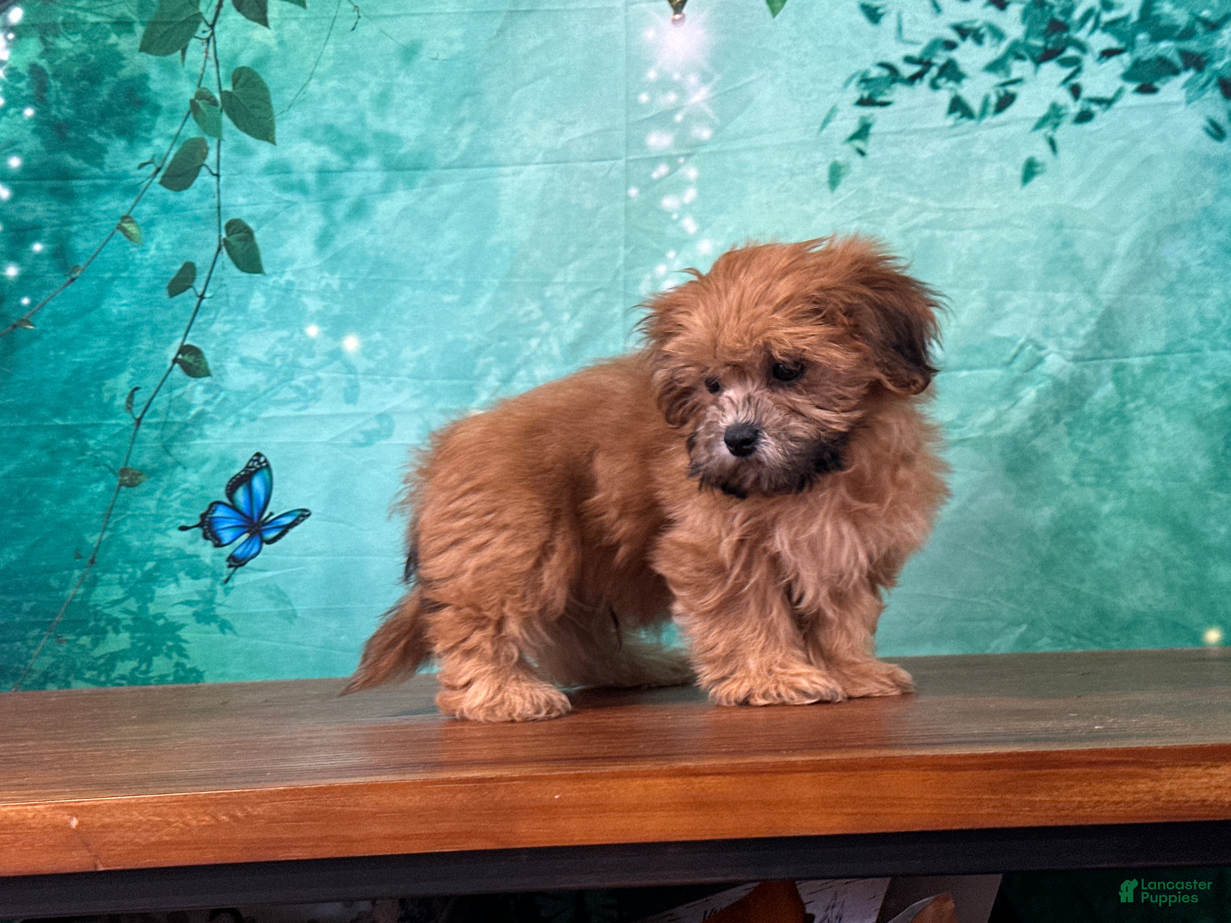 Teddy Bear dogs Rusty - Ad 2