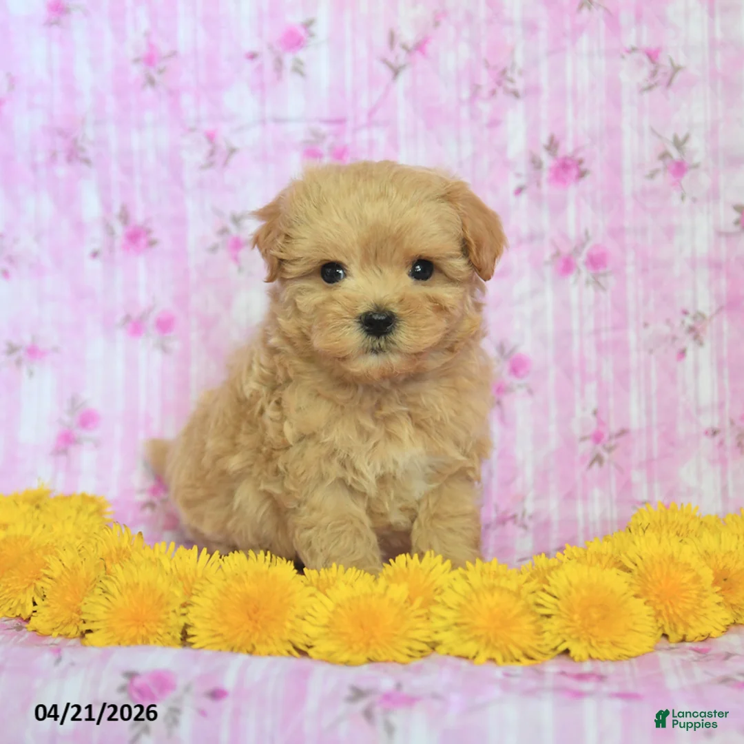 Maltipoo dogs for sale: Smokey - Ad 3