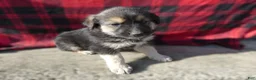 Great Pyrenees dogs for sale: Great Pyrenees Puppy 7 Buster - Ad 4