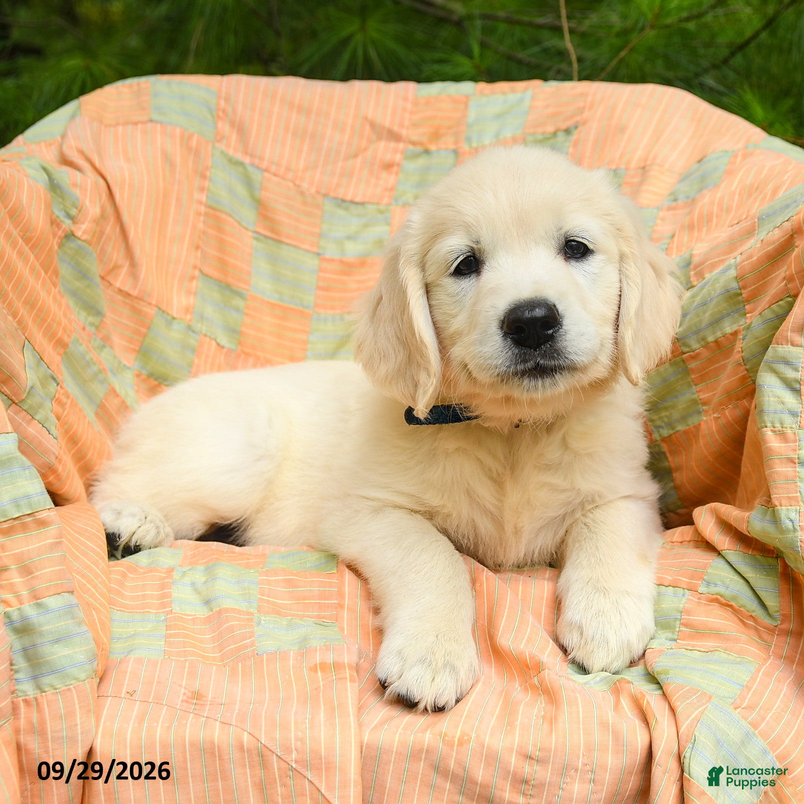 Golden Retriever dogs April - Ad 2