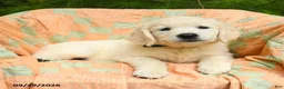 Golden Retriever dogs for sale: April - Ad 2