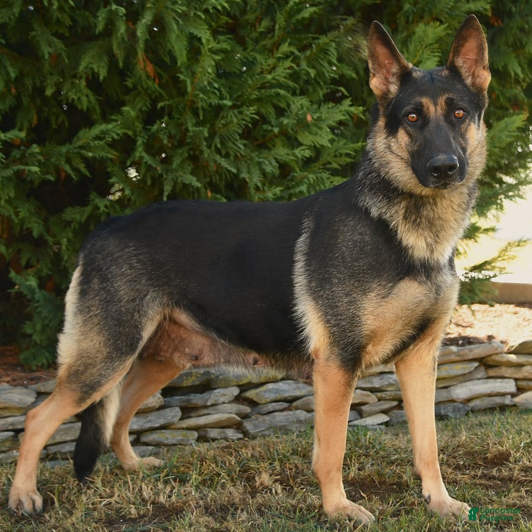 German Shepherd dogs for sale: Bluebell - Ad 4