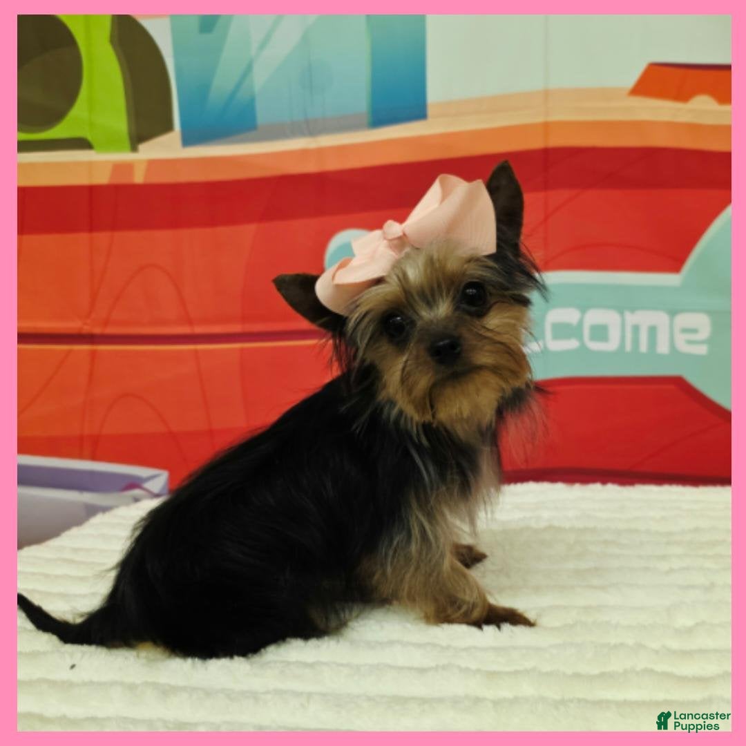 Morkie dogs Fern - Ad 2