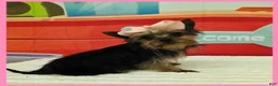Morkie dogs for sale: Fern - Ad 1
