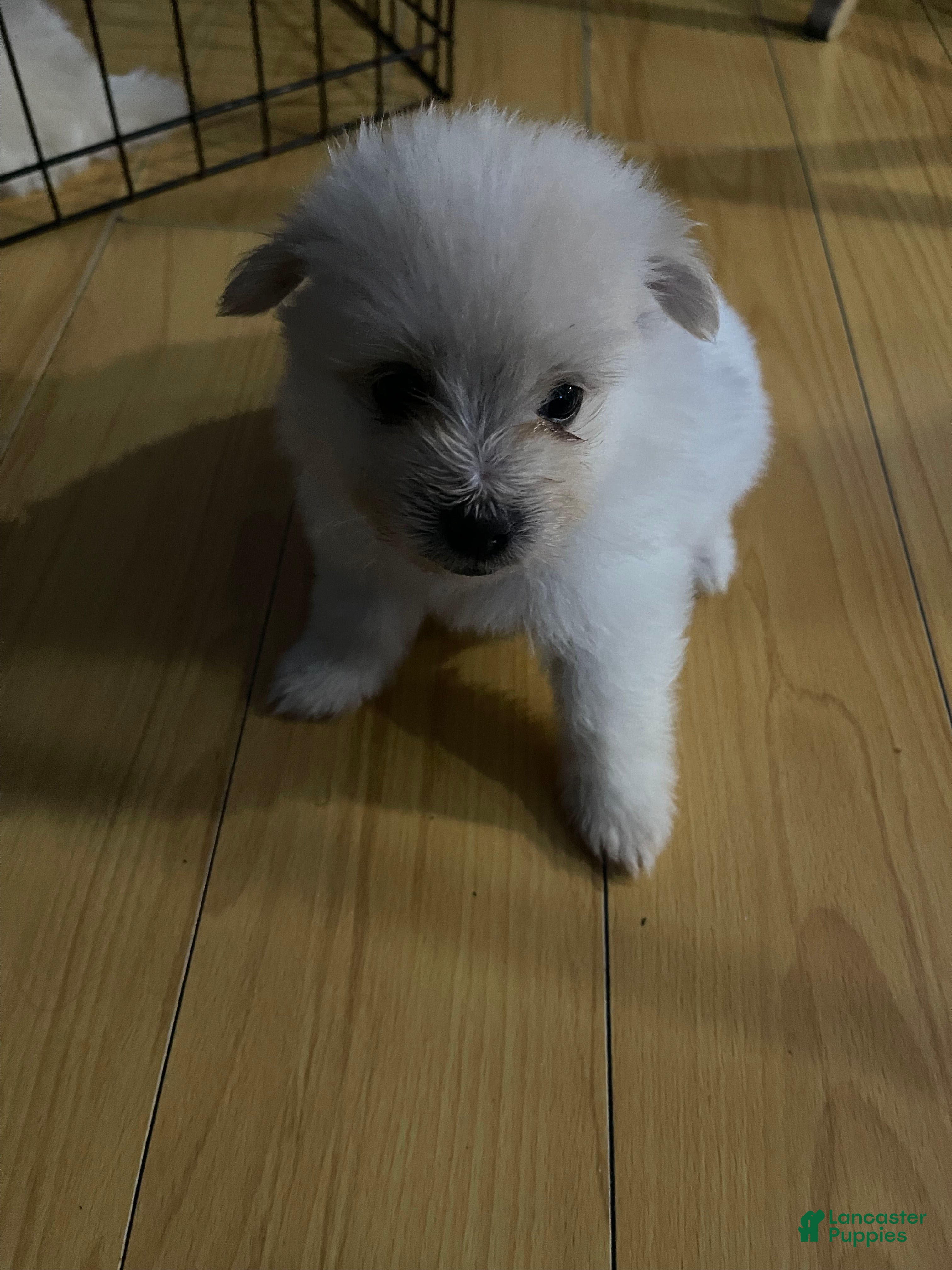 Maltipom dogs for sale: Maltipom 2 - Ad 2