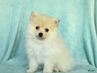 Pomeranian dogs for sale: Duncan - Ad 2