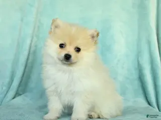 Pomeranian dogs Duncan - Ad 4