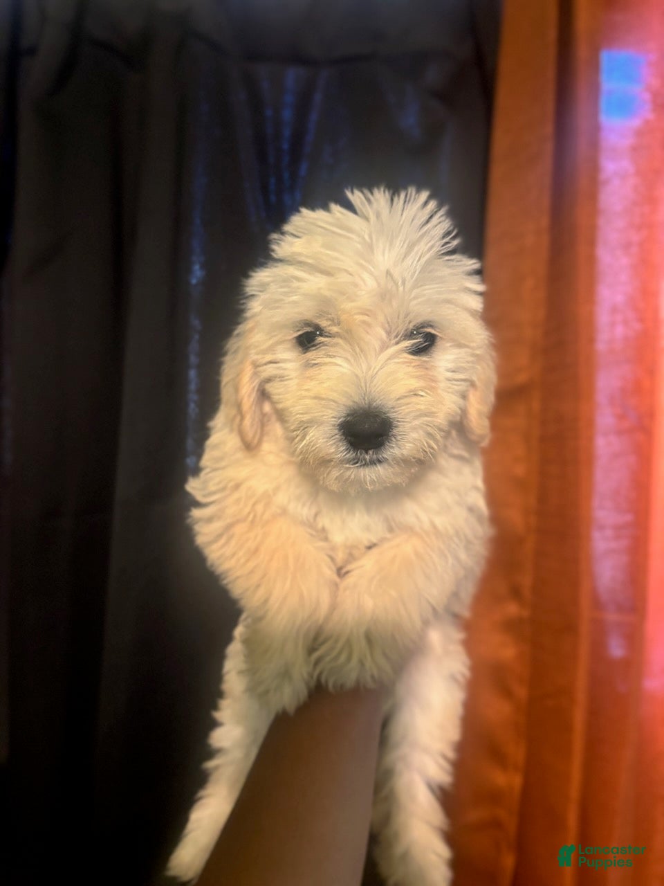 Goldendoodle dogs London - Ad 1