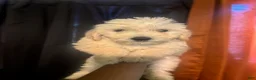 Goldendoodle dogs for sale: London - Ad 1