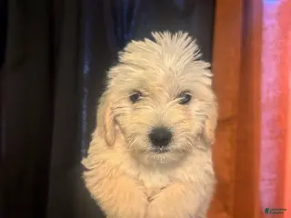 Goldendoodle dogs for sale: London - Ad 2