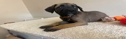 Cane Corso dogs for sale: Chocolate  - Ad 3