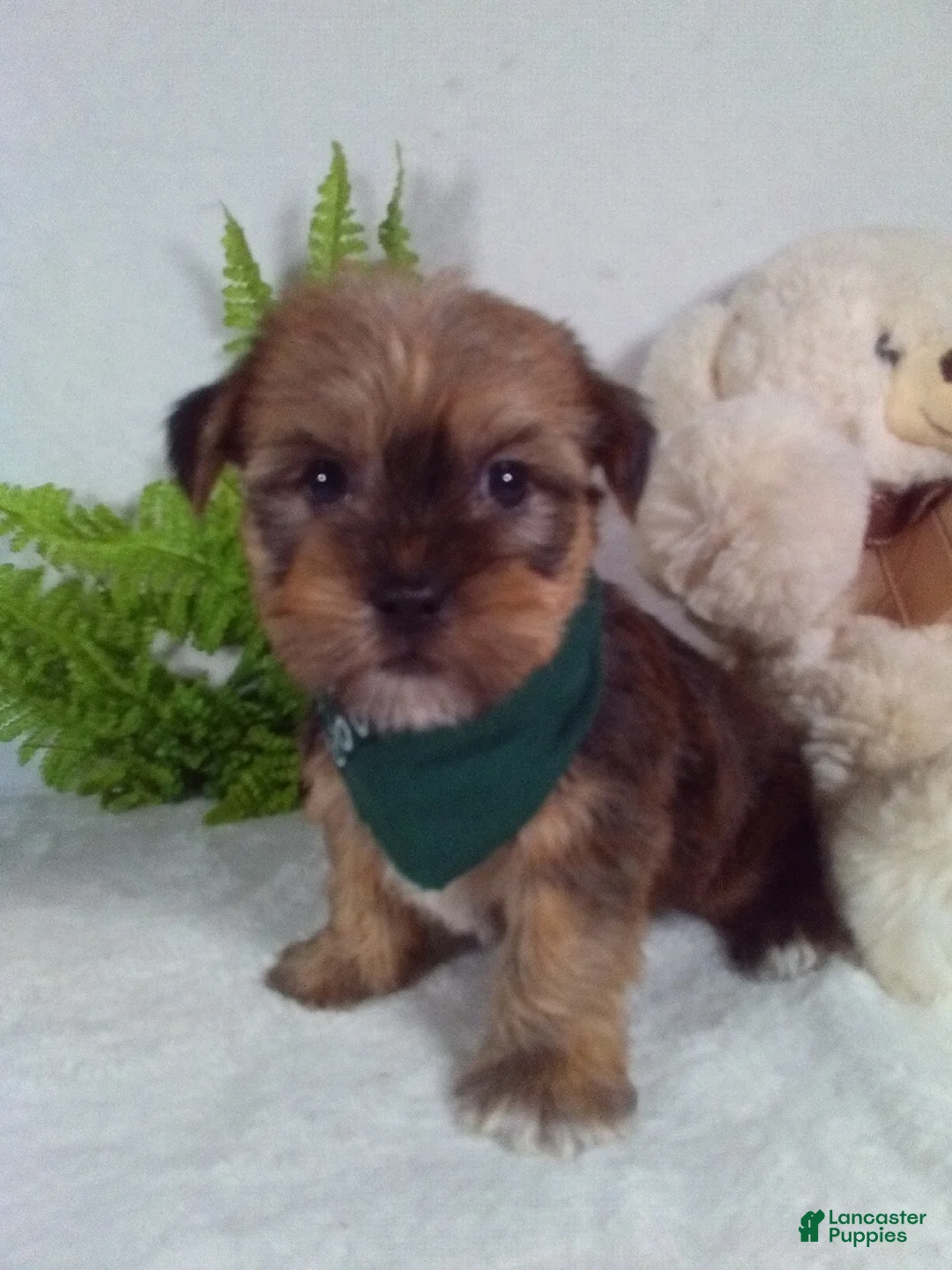 Shorkie dogs for sale: Brody - Ad 1