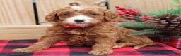 Irish Doodle dogs for sale: Emmylou - Mini - Ad 2