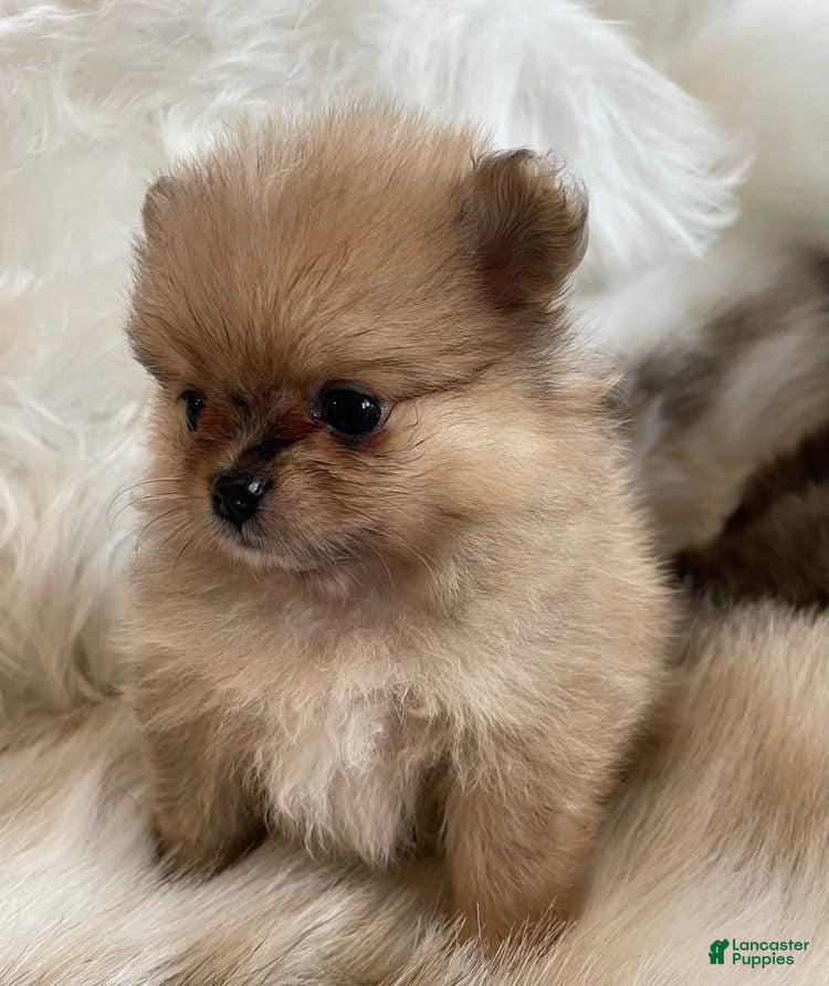 Pomeranian dogs Kayla - Ad 5