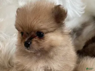 Pomeranian dogs Kayla - Ad 5