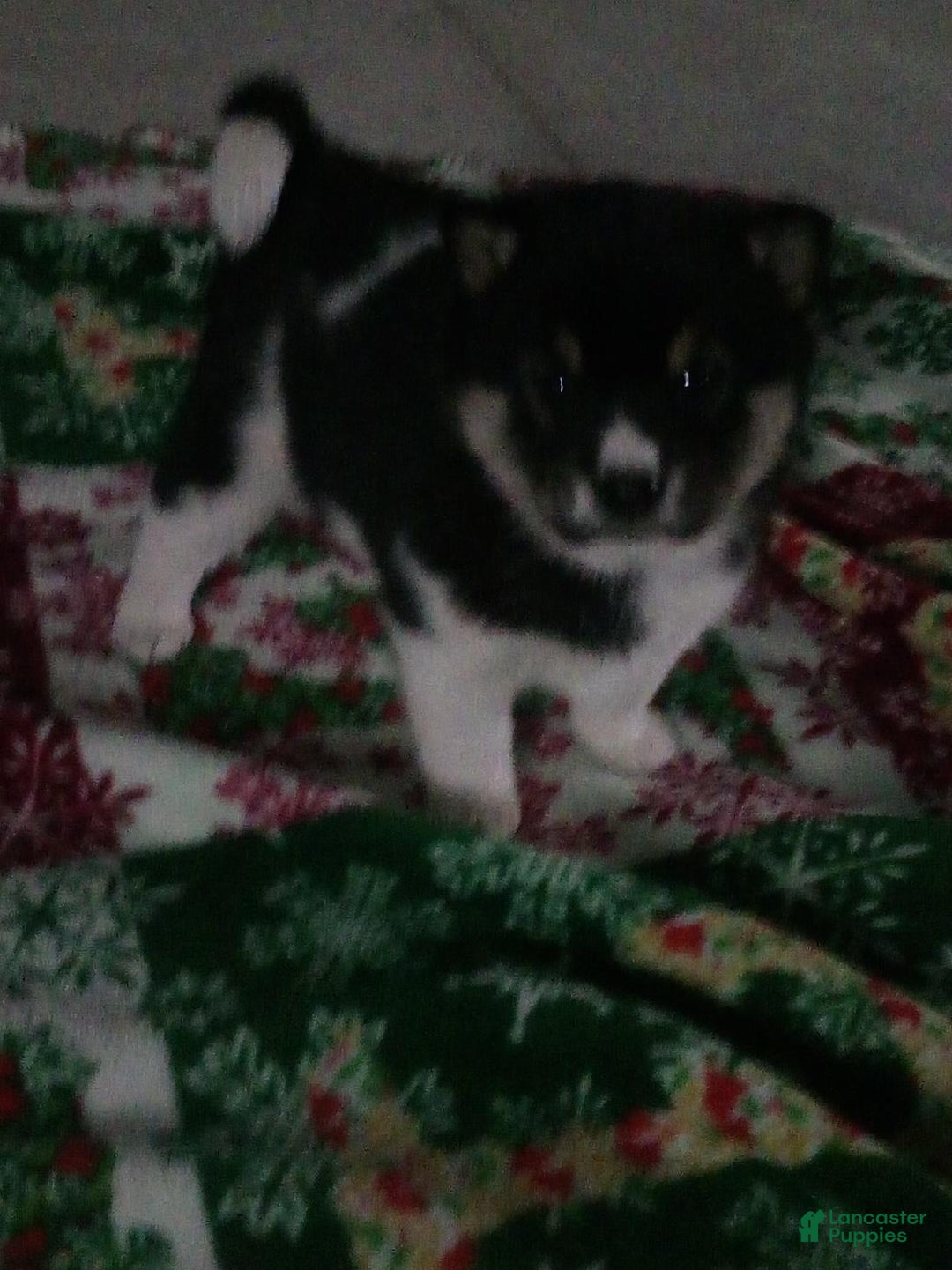 Shiba Inu dogs for sale: Wally - Ad 3