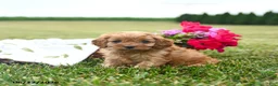 Cavapoo dogs for sale: Wiggles - Ad 2