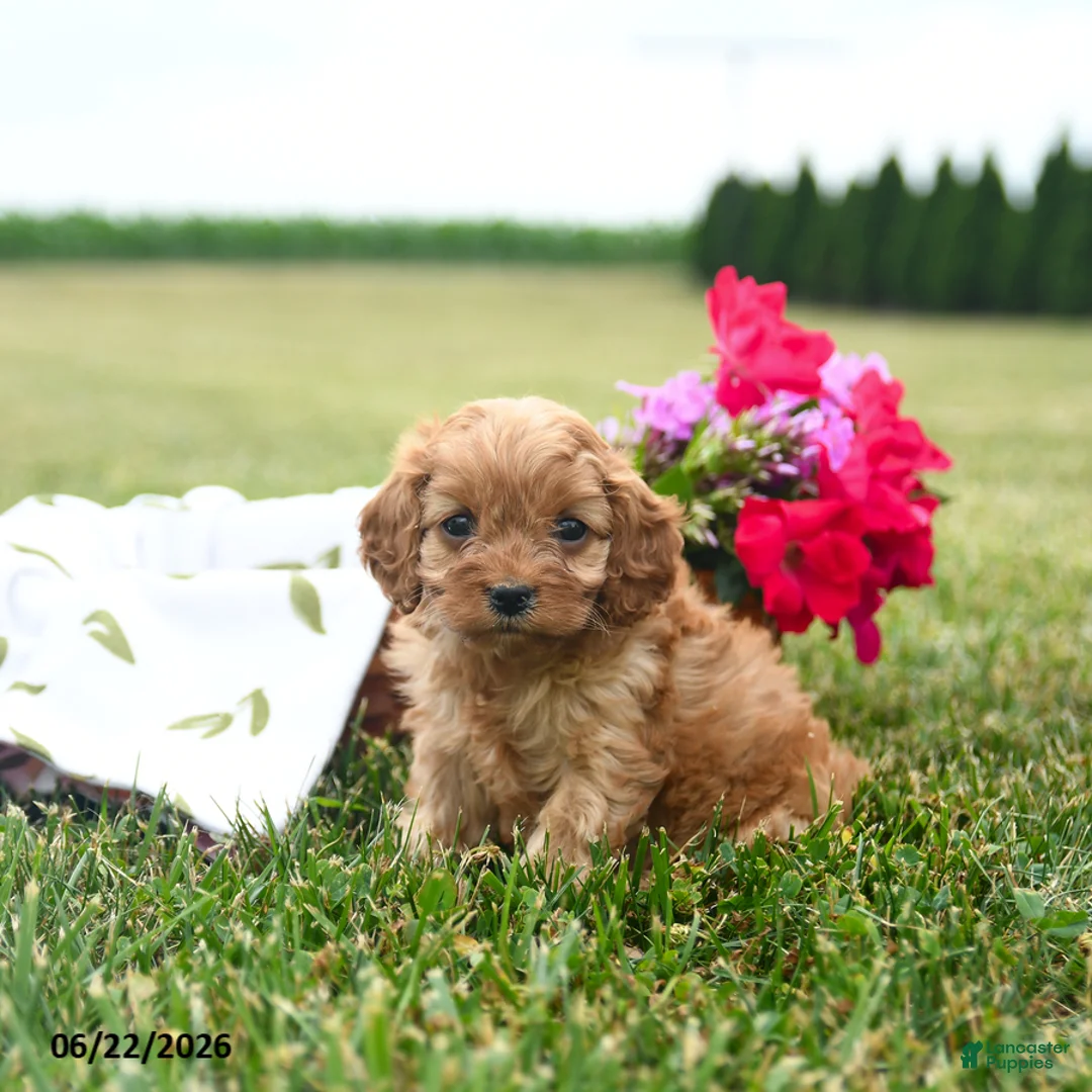 Cavapoo dogs for sale: Wiggles - Ad 2
