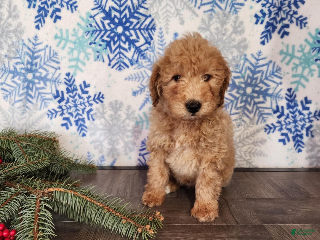 Mini Goldendoodle dogs for sale: Dover - Ad 27