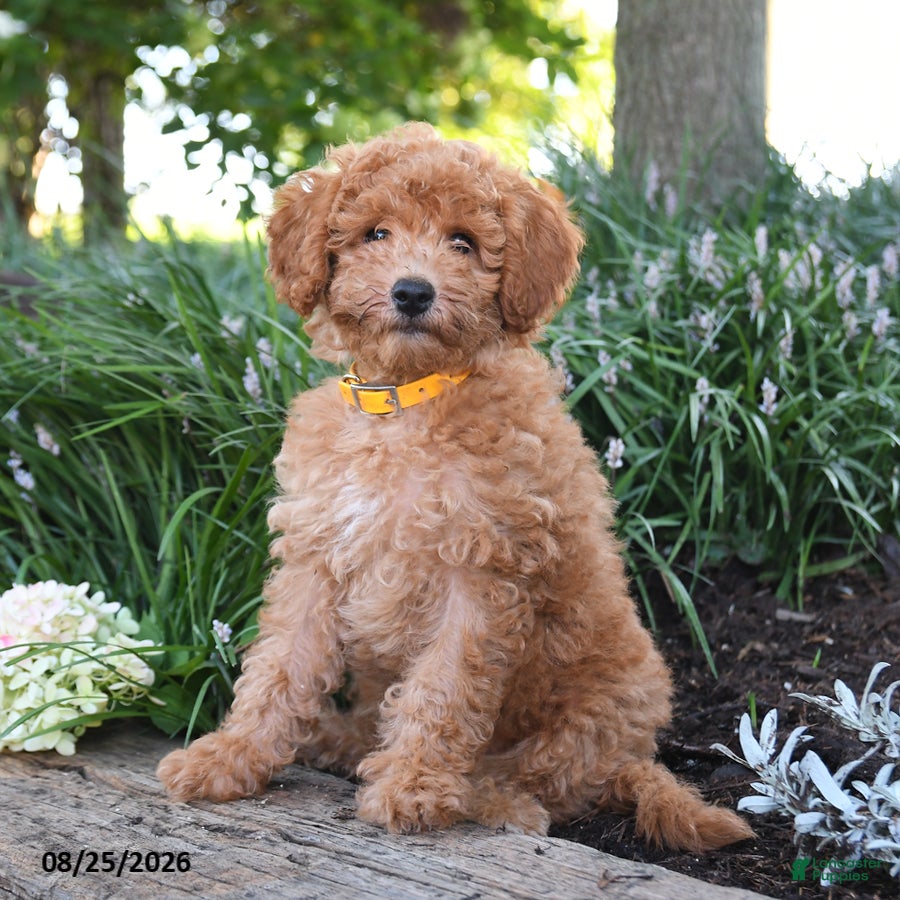 Maltipoo dogs Sunflower - Ad 1