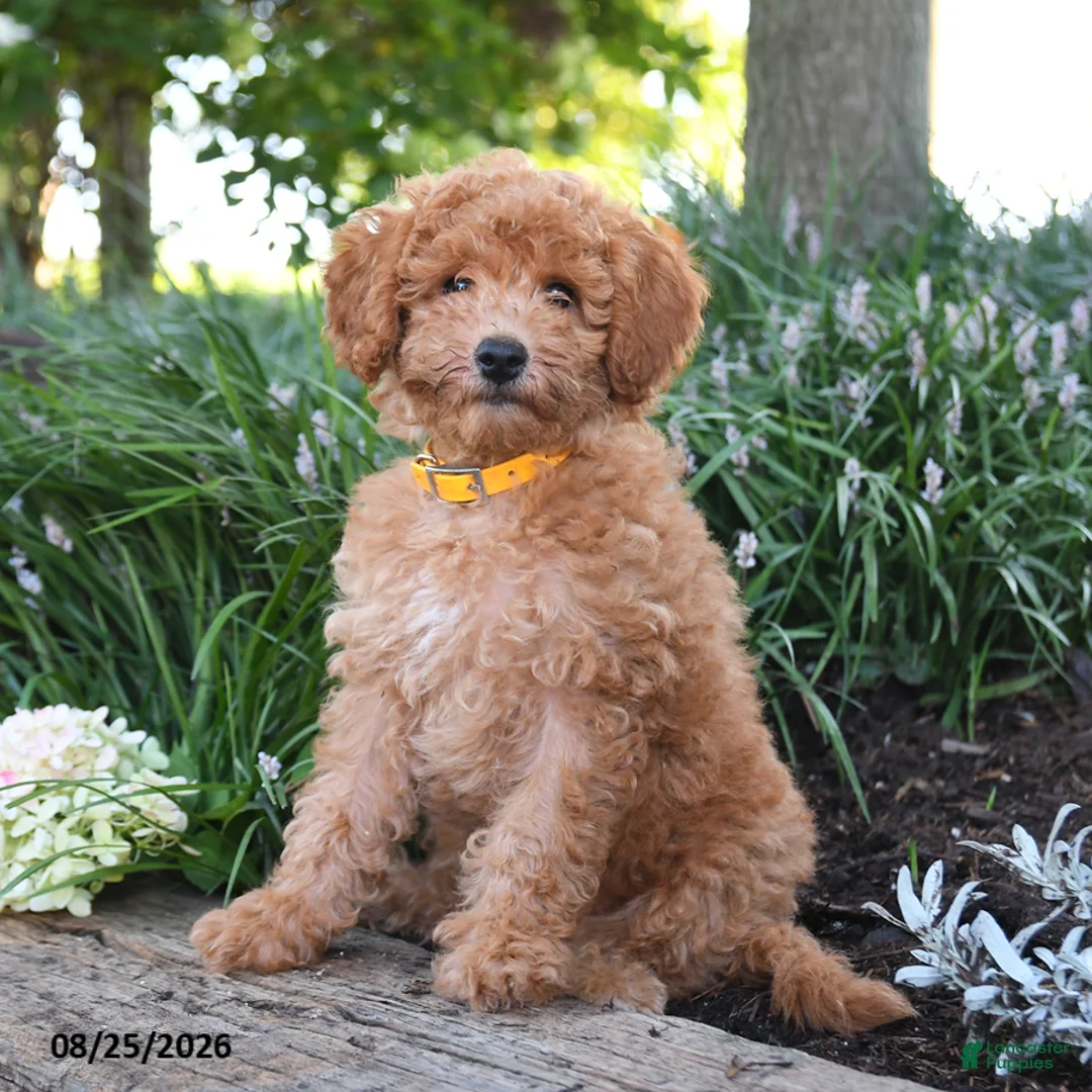 Maltipoo dogs for sale: Sunflower - Ad 1