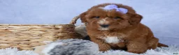 Mini Goldendoodle dogs for sale: 🐾 Meet Natasha – F2B Mini Goldendoodle Puppy 🐾 - Ad 5