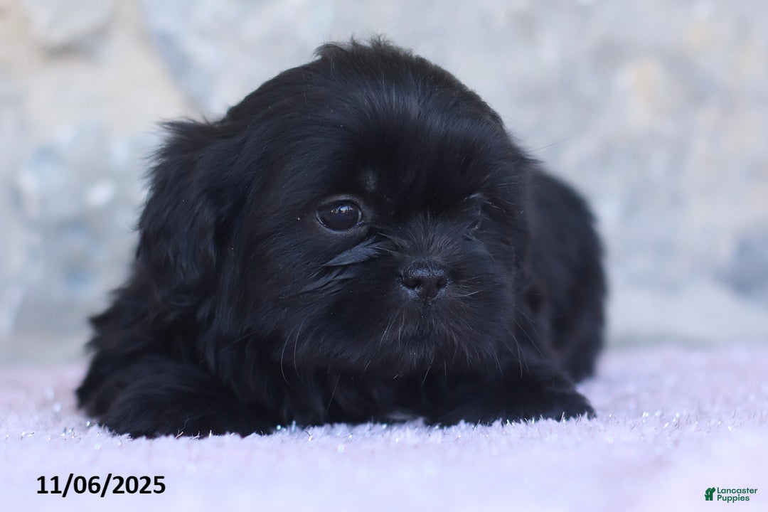 Shih Tzu dogs for sale: Kim  - Ad 7