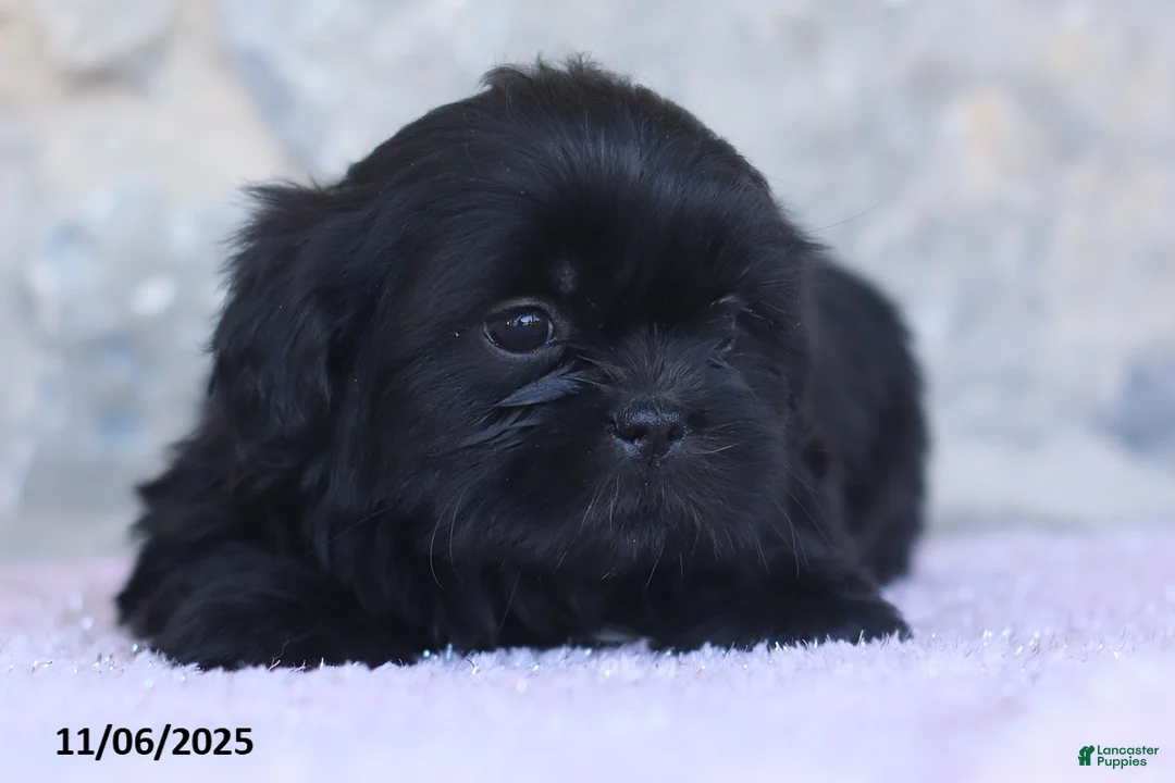 Shih Tzu dogs for sale: Kim  - Ad 7
