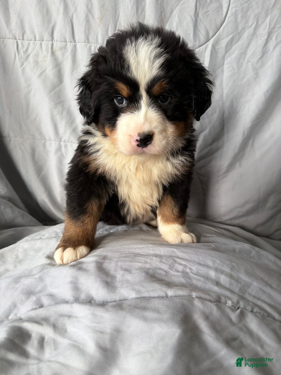 Bernese Mountain Dog dogs for sale: Bernese Mountain Dog Puppy 1 - Ad 2