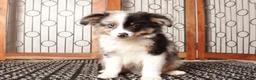 Miniature Australian Shepherd dogs for sale: Miniature Australian Shepherd 2 - Ad 3