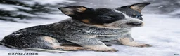 Australian Cattle Dog dogs for sale: Beth - Ad 1
