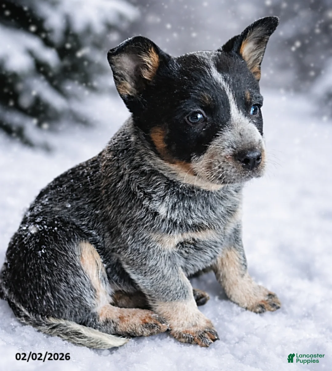 Australian Cattle Dog dogs for sale: Beth - Ad 1
