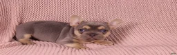 French Bulldog dogs for sale: Johnny - Ad 3