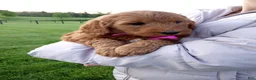 Mini Goldendoodle dogs for sale: Claire F1b - Ad 3