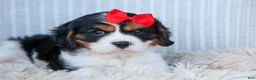 Cavalier King Charles Spaniel dogs for sale: Winston 🐶 - Ad 16